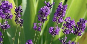 lavender flower spotlight