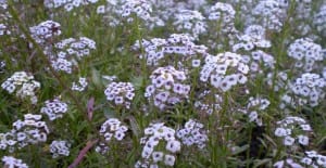 Pleasant smelling lobularia plant