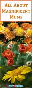 Falls favorite flower, mums, spring to life as many other flowers begin to wilt. They come in a few different shapes and a wide variety of colors. Read on for more tips to make the most out of mums this season.