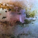 Discover 4 Ways Wet & Forget Indoor Conquers Disgusting Black Mold