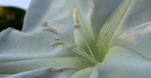 moon flowers up close