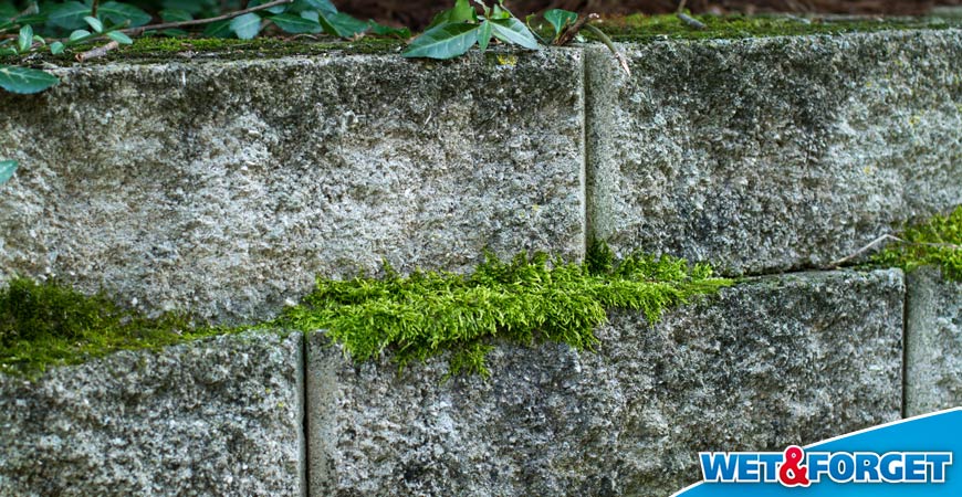 how to clean brick moss