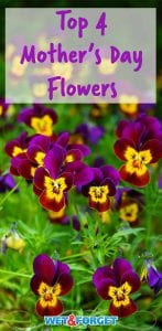 Surprise your mom this Mother's Day with one of these beautiful blooms!