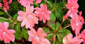 beautiful new guinea impatien blooms