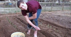 planting onions in garden