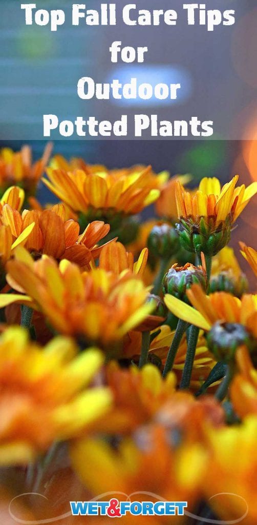 How to Care for Outdoor Potted Plants in the Fall Life's Dirty. Clean Easy.