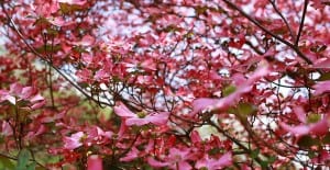 beautiful pink tree