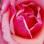 All Rose & No Thorn! 3 Key Spring Rose Care Tips for Top Blossoms