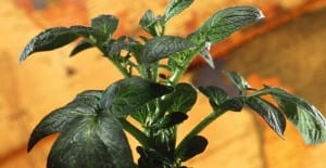 plant potatoes in garden
