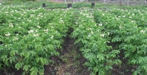 planting potato plants