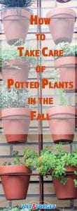 Fall is officially here as temperatures start to cool. Make sure you take care of your outdoor potted plants with our guidelines this fall!