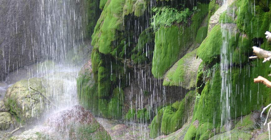 rain on stone moss