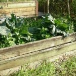 Build a Raised Garden Bed and Super-Charge Your Garden