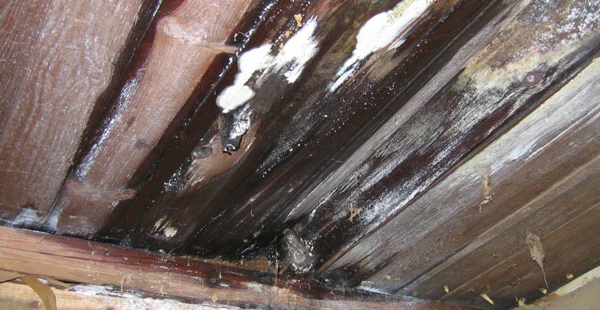 wet forget mold on roof with leak