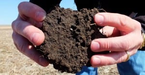 tips to keep garden green