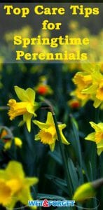 Keep your spring perennials in good shape with our top care tips!