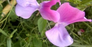 Beautifully fragrant sweet pea flower