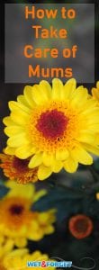 Mums come in many shapes and sizes! Learn how to plant mums, care for potted mums, and more with this easy guide!