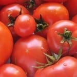 Use these 5 Tips and Discover how to Grow the Best Tomatoes this Year