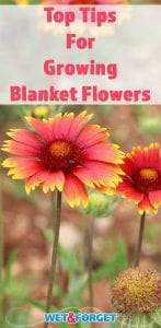 Read up on the top tips for growing low-maintenance blanket flower!