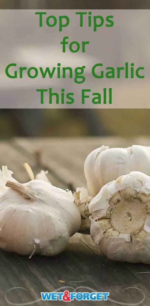 Plant Garlic this Fall, and Discover the Deliciousness! Life's Dirty. Clean Easy.
