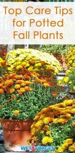 Keep your fall mums and other potted plants healthy this season with our helpful tips!