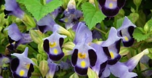 purple shade flower