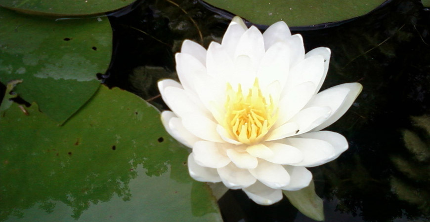 water lilly flower for water garden