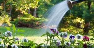 watering flower garden bed