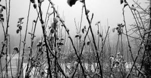 plants covered in snow