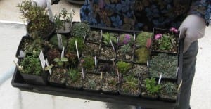 how to start a winter garden