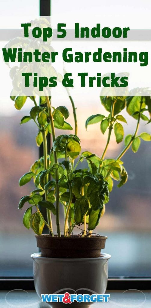 From Houseplants to Veggies: The 5 Keys to Indoor Winter Gardening