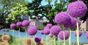 beautiful allium flower