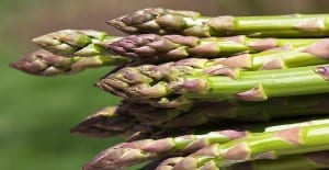 growing asparagus