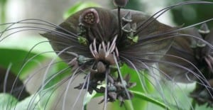 unusual looking flowers
