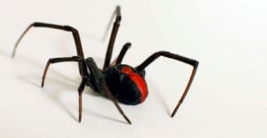 black widow spider