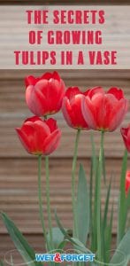 Discover how to grow tulips in a vase and care for tulips with our step-by-step instructions!