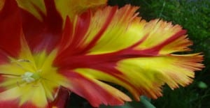 unusual bright flowers