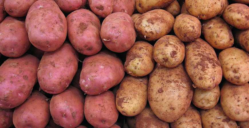 potato vegetable garden
