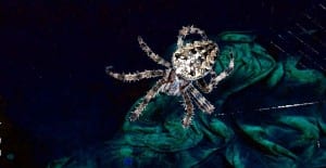 fishing spider