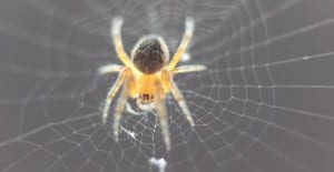 spider on a cobweb