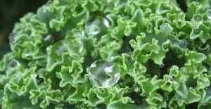growing kale