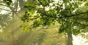 growing vegetables in the shade