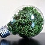 Grow Decorative Moss and Bring new Life to your Home’s Look!