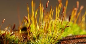 decorative colorful moss