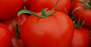 when to plant tomatoes