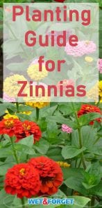 Add a rainbow to your garden by planting zinnias! Follow these easy tips to plant zinnias and enjoy your colorful garden.