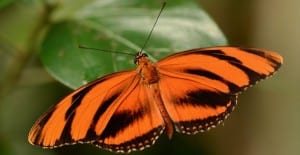 attracting butterflies