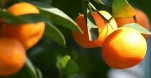 how to grow citrus