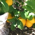 Grow Citrus Indoors for Fresh, Beautiful, Delicious Décor!